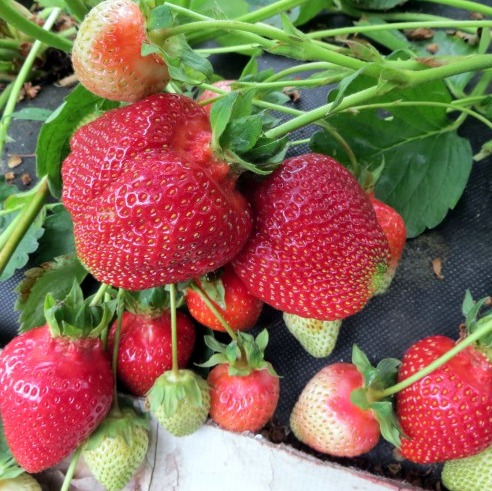 Клубника "АЗИЯ" (6 шт.)